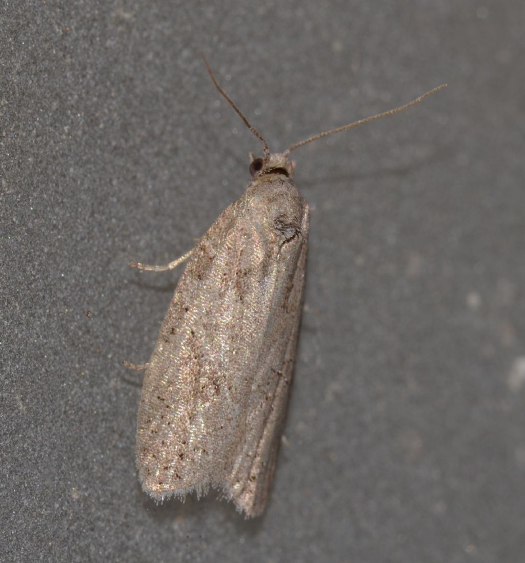 Cnephasia? Cfr. Cnephasia sp. - Tortricidae